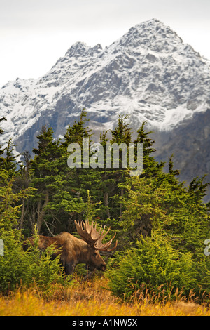 Bull Moose au cours de rut d'automne Montagnes Chugach Anchorage Alaska Chugach State Park Banque D'Images