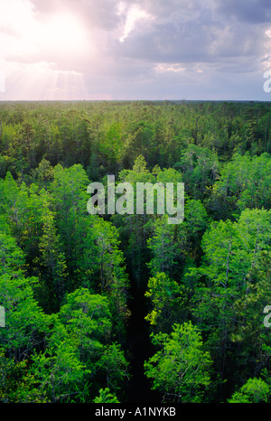 En vue d'Okefenokee National Wildlife Refuge dans l'état de Géorgie, aux États-Unis. Une forêt pousse de l'eau marais noir Banque D'Images