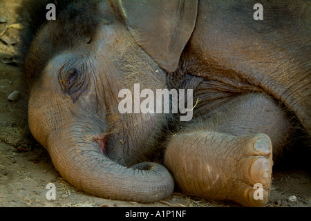 Veau de l'éléphant d'Asie (Elephas maximus) couchage Banque D'Images