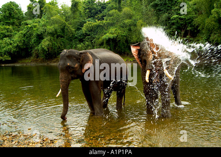 Éléphant d'Asie (Elephus maximus) pulvériser de l'eau à coffre Banque D'Images