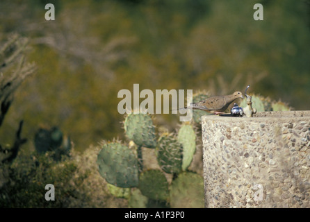 Gila Woodpecker Melanerpes uropygialis boissons à partir d'une fontaine à eau dans le Parc National de Saguaro Arizona Banque D'Images