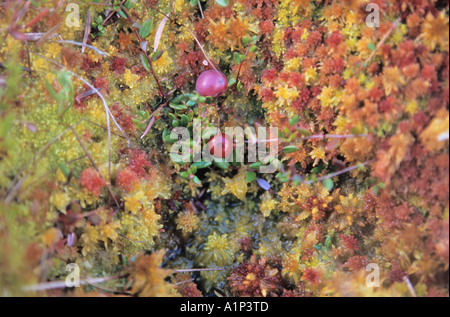 Close-up of Cranberry Oxycoccus palustris Banque D'Images