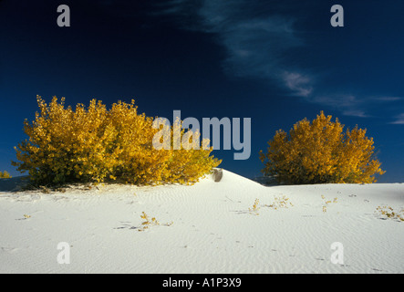 Le peuplier Populus deltoides en couleurs d'automne dans la région de White Sands National Monument Nouveau Mexique Banque D'Images