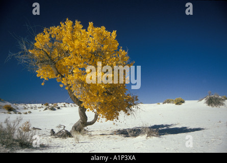 Le peuplier Populus deltoides en couleurs d'automne dans la région de White Sands National Monument Nouveau Mexique Banque D'Images