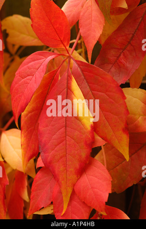 Parthenocissus quinquefolia vigne vierge d'automne les feuilles de temps Banque D'Images