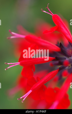 Salvia Coccinea dame en rouge Banque D'Images