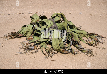 Plantes Welwitschia Welwitschia mirabilis,, Désert du Namib, le Parc National Namib Naukluft, Namibie Banque D'Images