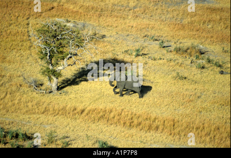 Vue aérienne de l'éléphant dans le Delta de l'Okavango, au Botswana Banque D'Images