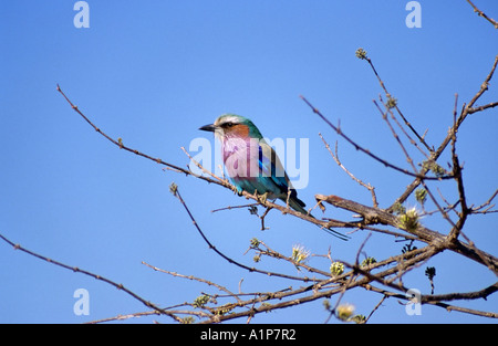 Lilac Breasted Roller, coracias caudata, vu assis sur une branche à Chobe National Park, Botswana, Africa Banque D'Images