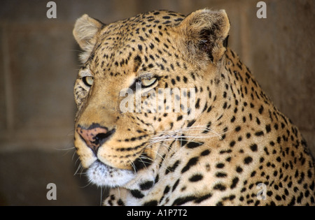 Leopard, en captivité, le Zimbabwe Banque D'Images