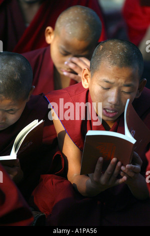Les jeunes moines tibétains étudient des livres à l'ensemble du temple de la Mahabodhi à Bodhgaya dans Bihar en Inde Banque D'Images