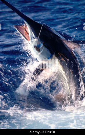 Motion graphique 959 pound black Marlin avec appât maquereau jumping Lizard Island, Queensland, Australie Banque D'Images