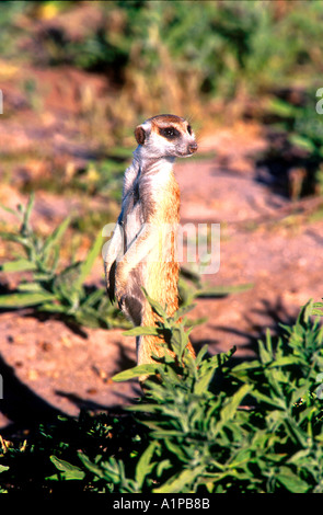 Meerkat Central Kalahari Game Reserve Botswana Banque D'Images