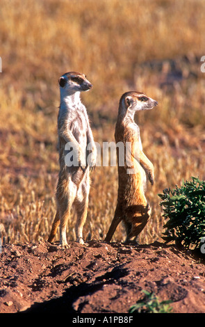 Les suricates Central Kalahari Game Reserve Botswana Banque D'Images