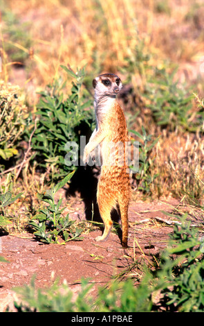 Meerkat Central Kalahari Game Reserve Botswana Banque D'Images