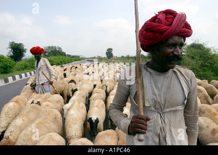 Un berger marche avec ses brebis sur une route dans le Rajasthan en Inde Banque D'Images