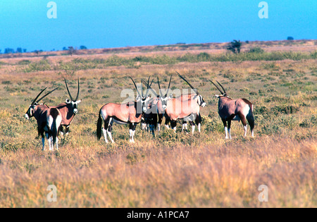 Groupe des huit gemsbok, oryx ou réserve de gibier du Kalahari central au Botswana Banque D'Images