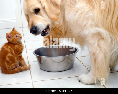 Golden Retriever et sept semaines de chatons au petit déjeuner Banque D'Images