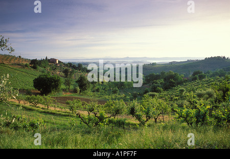 Vignes en campagne nr San Gimignano Toscane Italie Banque D'Images