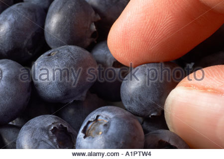 Prise d'une blueberry d'un plat Banque D'Images