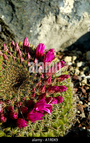 Fleurs de cactus violet Banque D'Images