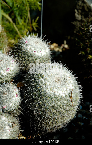 Cactus Banque D'Images