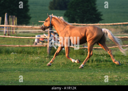 Un cheval gracieux qui court librement dans un paddock, mettant en valeur la beauté et l'élégance de la vie équestre dans un cadre rural. Banque D'Images