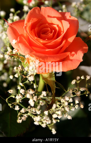 Gros plan d'une belle rose orange entourée de délicates fleurs blanches de souffle de bébé, mettant en valeur l'élégance naturelle et la couleur vibrante. Banque D'Images