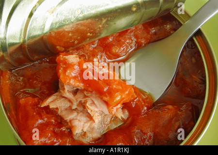 Ouvrez une boîte de conserve de poisson en sauce tomate avec une fourchette, mettant en valeur la texture riche et la couleur vibrante de la nourriture en conserve. Banque D'Images