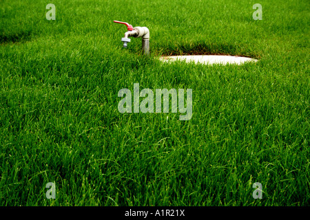 Robinet de jardin extérieur dans une pelouse verdoyante, représentant l'approvisionnement en eau et l'irrigation dans un jardin bien entretenu. Banque D'Images