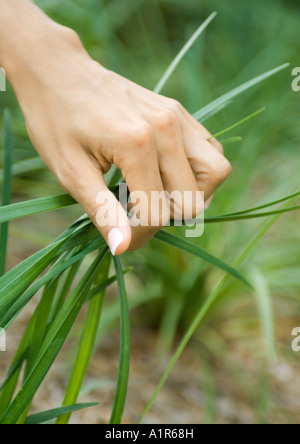 Woman's main agrippant poignée d'herbe longue Banque D'Images
