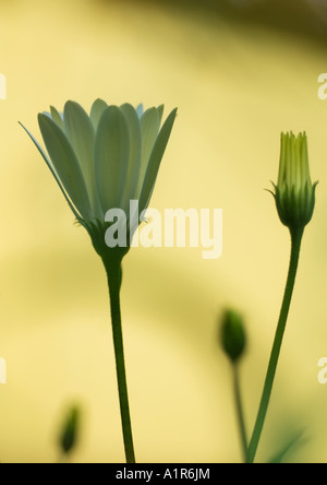 Osteospermum Banque D'Images