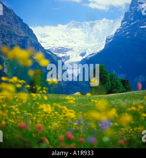 Lake Louise Canada dans Canadian Rockies fleurs Banque D'Images