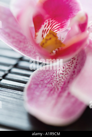 Orchid, extreme close-up Banque D'Images