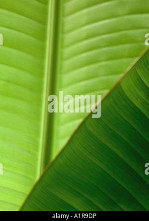 Feuilles de palmier, close-up Banque D'Images