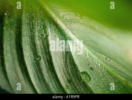 Leaf, extreme close-up Banque D'Images