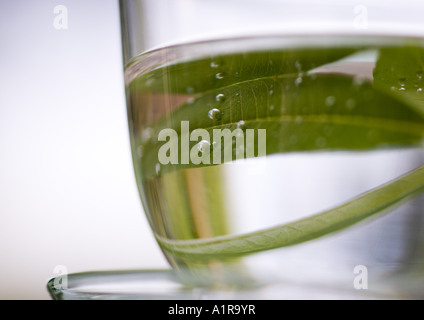 Les feuilles de verveine dans la tasse d'eau Banque D'Images