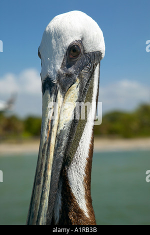 Gros plan du pelican head Fort Desoto St Petersburg Florida USA Banque D'Images