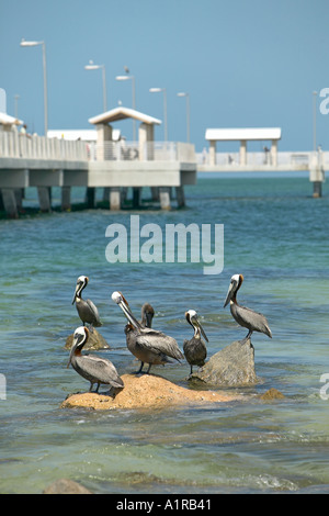 Les pélicans sur des rochers près de Gulf Pier de Fort Desoto Park St Petersburg Florida USA Banque D'Images