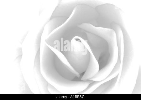 ROSE ANGLAISE EN MONO Banque D'Images