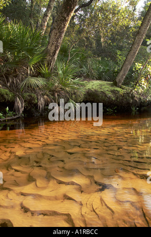 L'eau et des motifs colorés de tanin dans le sable le long du ruisseau de Juniper Forêt nationale d'Ocala en Floride Banque D'Images