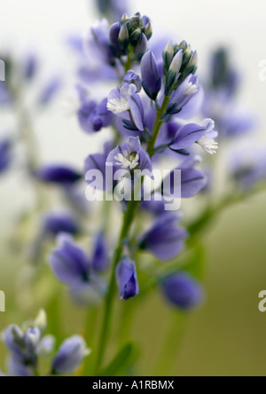 Fleurs bleues Banque D'Images