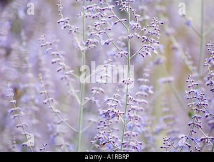 Fleurs de sauge Banque D'Images