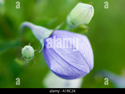 Fleurs de ballon Banque D'Images