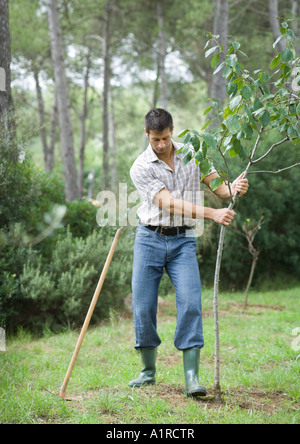 Man planting tree Banque D'Images