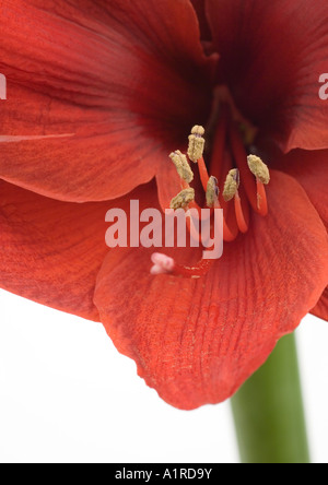 Amaryllis Banque D'Images