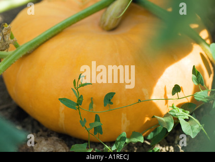 Citrouille Banque D'Images