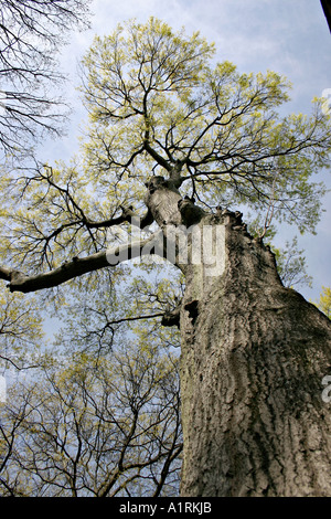 Les nouvelles feuilles juste bourgeonnant sur un grand arbre urbain Atlanta Georgia USA Banque D'Images