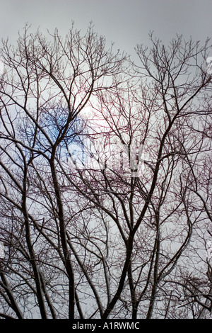 Image d'arbres sans feuilles en hiver première neige à Aix-la-Chapelle en Allemagne Banque D'Images