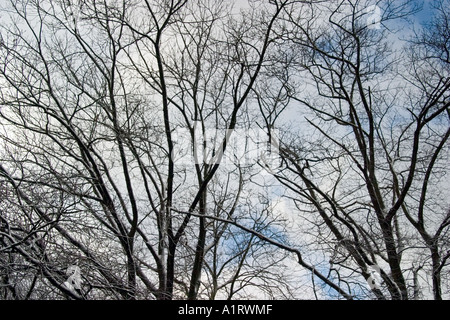 Image d'arbres sans feuilles en hiver première neige à Aix-la-Chapelle en Allemagne Banque D'Images